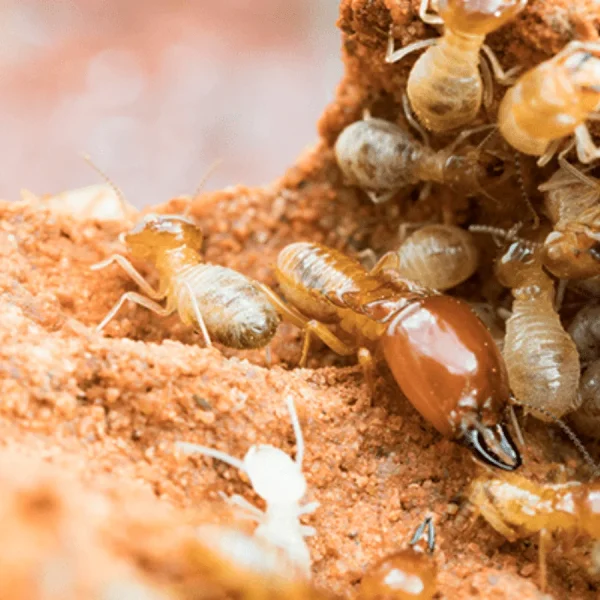 Termite-Control