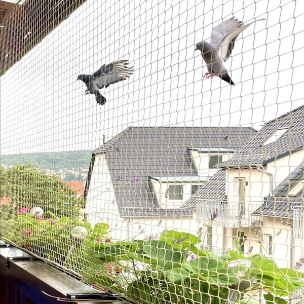 birds control services