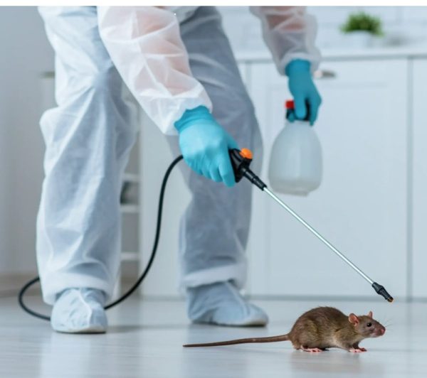 rodents